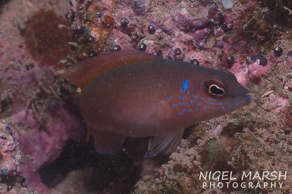 Bandtail Dottyback