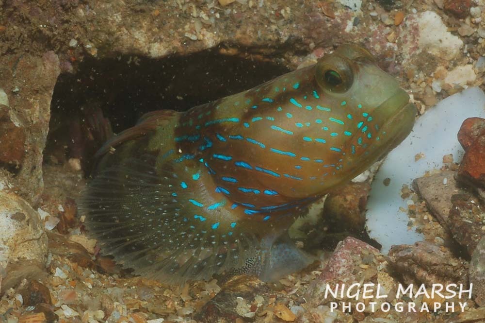 Lagoon Shrimp-Goby
