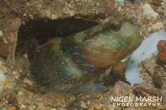 Lagoon Shrimp-Goby photo 1