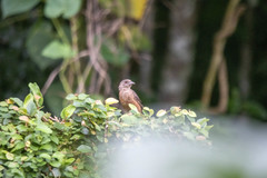 Ramphocelus bresilius