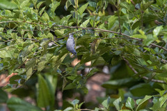 Thraupis