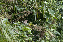 Zonotrichia capensis