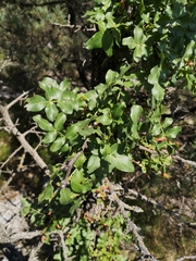 Pistacia atlantica mutica