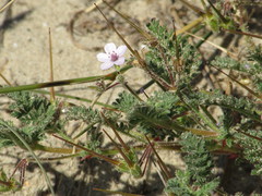 Erodium lebelii
