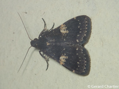 Hydrillodes gravatalis