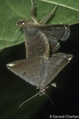 Polypogon albapex