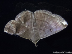 Polypogon albapex