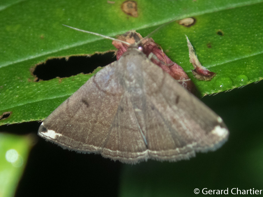 Polypogon albapex