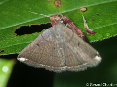 Polypogon albapex