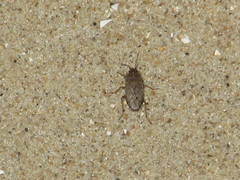 Emblethis denticollis