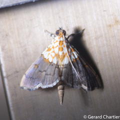 Agrotera basinotata