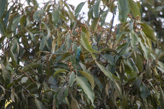 Tangara cyanoventris