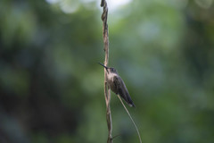 Eupetomena cirrochloris