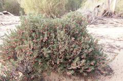 Brachyloma ericoides