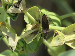 Dicranocephalus agilis