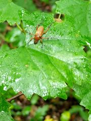 Macrodactylus subspinosus
