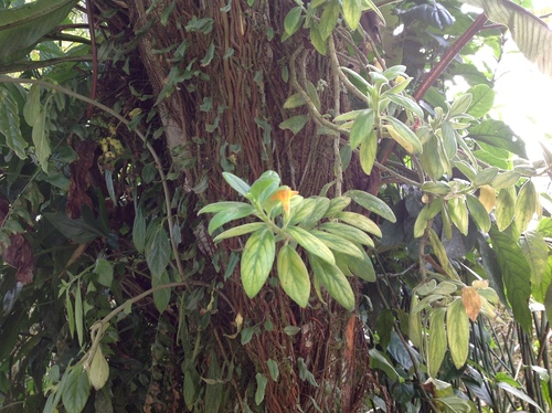 Image of Tibey Parasito (Columnea scandens) by no rights reserved