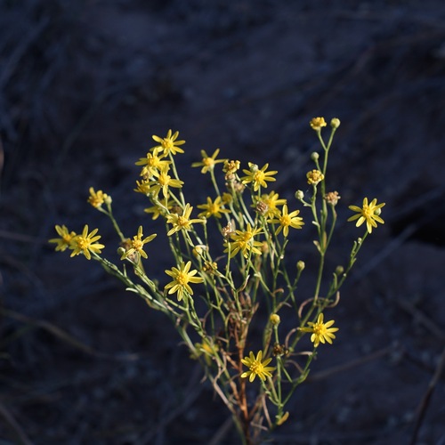 Roundleaf Snakeweed