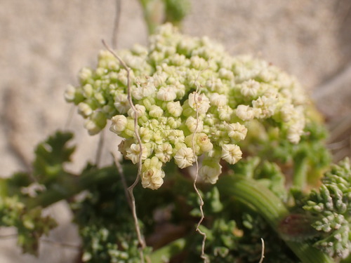 Image of Dasispermum suffruticosum by (c) agujaceratops, some rights reserved (CC BY)