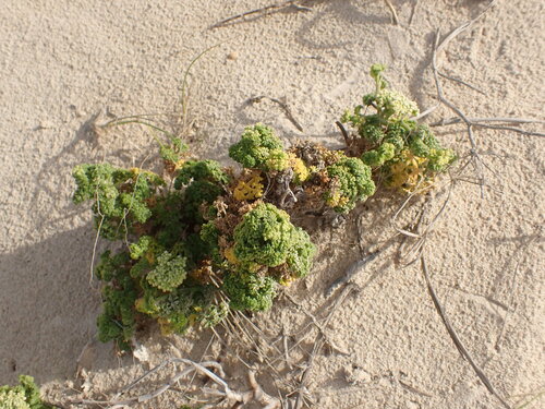 Image of Dasispermum suffruticosum by (c) agujaceratops, some rights reserved (CC BY)