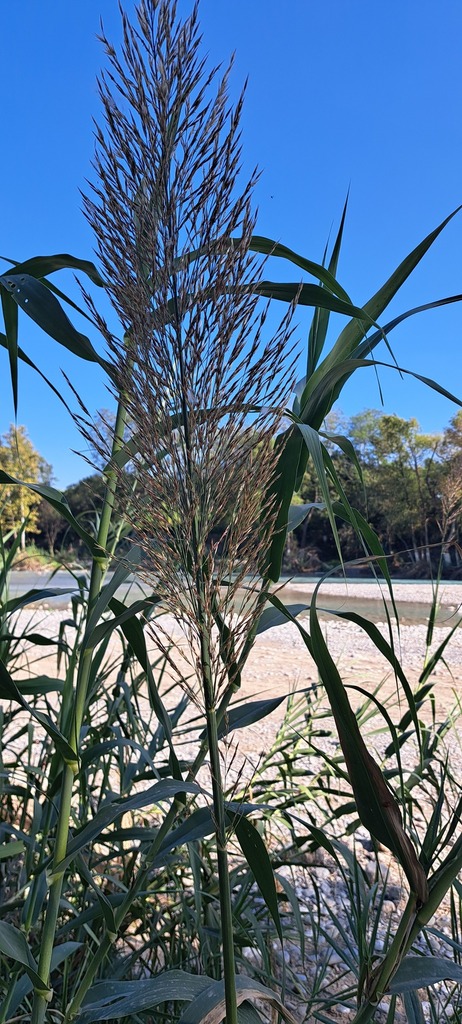 Mexican Reeds giant reed from Montemorelos, N.L., México on October 8, 2024 at 03:38 ...
