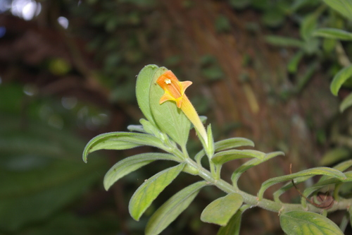 Image of Columnea scandens by no rights reserved