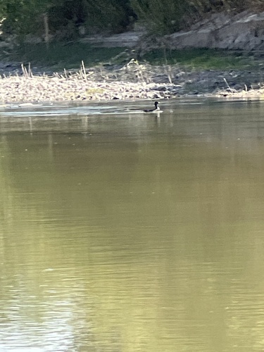 iNaturalist observation 2024-10-08