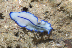 Pseudoceros concinnus