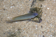Pomacentrus tripunctatus
