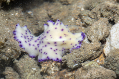 Pseudoceros laingensis