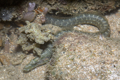 Congrogadus subducens