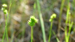 Carex molesta