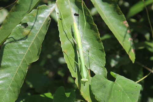 Giant Mexican Mantis photo 6