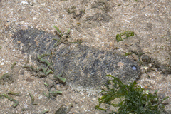 Holothuria scabra