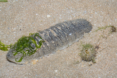 Holothuria scabra