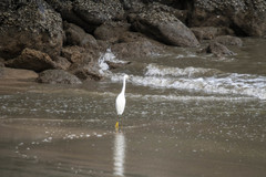 Egretta thula