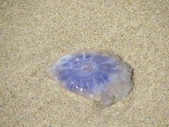 Cyanea lamarckii