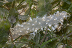 Veretillum