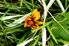 Gazania × splendens