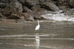 Egretta thula
