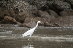 Egretta thula