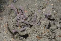 Callyspongia