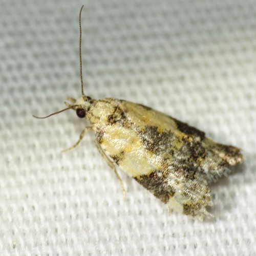 Anopina arizonana · iNaturalist