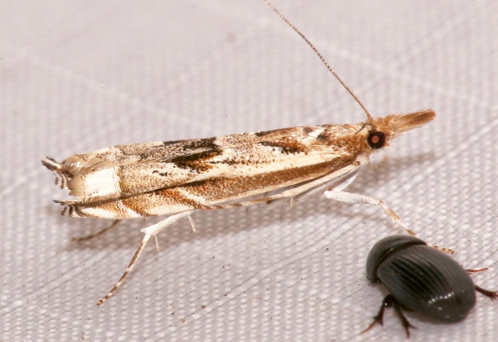 Prionapteryx achatina