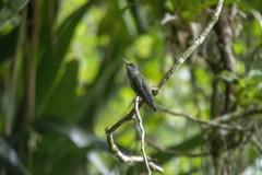 Eupetomena cirrochloris