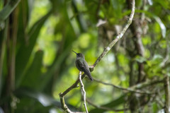 Eupetomena cirrochloris