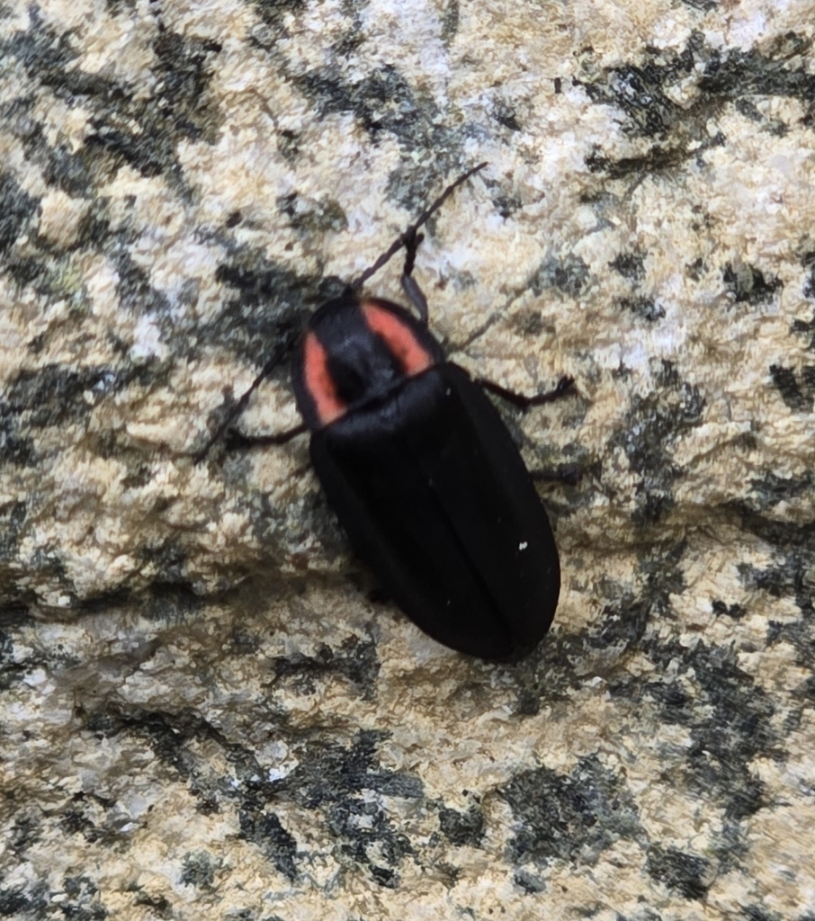 Photinus faculus
