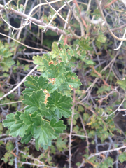 Ribes leptanthum