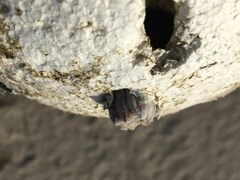 Amphibalanus amphitrite