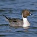 Northern Pintail - Photo (c) Luigi Andena, some rights reserved (CC BY-NC), uploaded by Luigi Andena